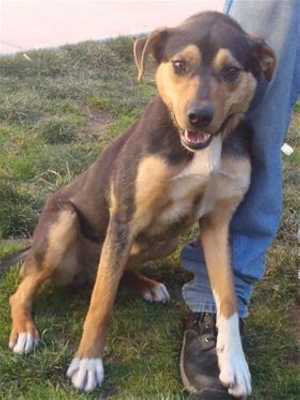 This 1-year-old male shepherd mix is in kennel No. 31, ID No. 35511. Photo courtesy of Lake County Animal Care and Control. 31maleshepherd