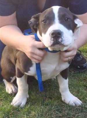 This 14-week-old female basset hound mix is in kennel No. 33b, ID No. 35561. Photo courtesy of Lake County Animal Care and Control. 33bbassettmix