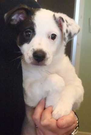 This 15-week-old terrier mix puppy is in kennel No. 3b, ID No. 35492. Photo courtesy of Lake County Animal Care and Control. 3bterriermix