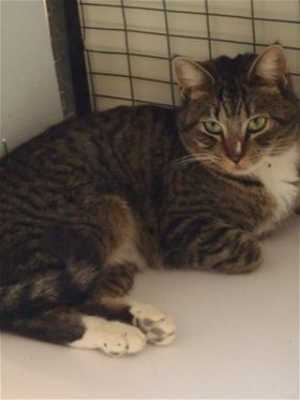 This gray tabby is in cat room kennel No. 67, ID No. 35597. Photo courtesy of Lake County Animal Care and Control. 67graytabby