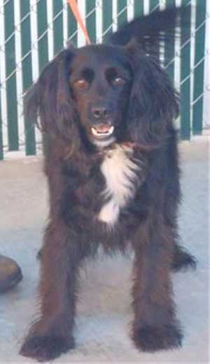 This 2-year-old male cocker spaniel mix is in kennel No. 7, ID No. 35509. Photo courtesy of Lake County Animal Care and Control. 7malecocker