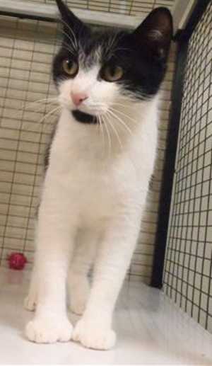 “Monkey” is a 2 year old female domestic short hair mix in cat room kennel No. 7, ID No. 35538. Photo courtesy of Lake County Animal Care and Control. 7monkeycat