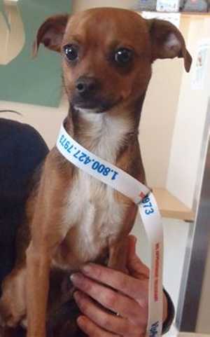 This 1-year-old male Chihuahua mix is in kennel No. 8, ID No. 35467. Photo courtesy of Lake County Animal Care and Control. 8malechimix