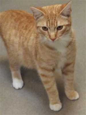 This 7-month-old orange and white tabby is in cat room kennel No. 91, ID No. 35668. Photo courtesy of Lake County Animal Care and Control. 91orangetabby