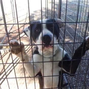Big, lovable “Bruiser” is a 1-year-old pit bull/lab mix. He's available at Clearlake Animal Control, 707-994-8201, Extension 118. Photo courtesy of Clearlake Animal Control. bruiserpitbull