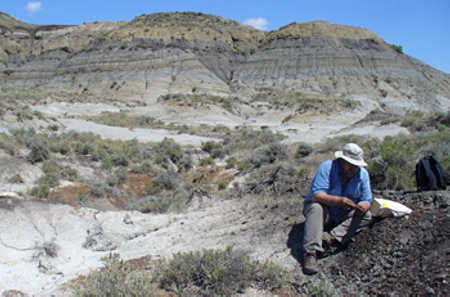 Team leader Paul Renne in Montana collecting a volcanic ash sample from a coal bed within a few centimeters of the dinosaur extinction horizon. Photo by Courtney Sprain. dinosaursrenne