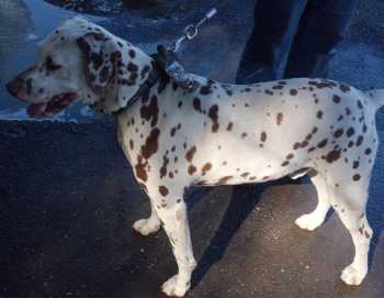 “Harley” is a 6-year-old male Dalmatian. He's available at Clearlake Animal Control, 707-994-8201, Extension 118. Photo courtesy of Clearlake Animal Control. harleydalmatian