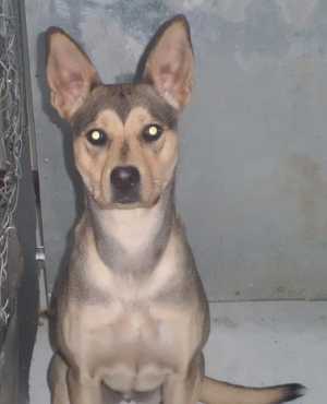 “Missy” is a 1-year-old female Basenji mix. She's available at Clearlake Animal Control, 707-994-8201, Extension 118. Photo courtesy of Clearlake Animal Control. missybasenji