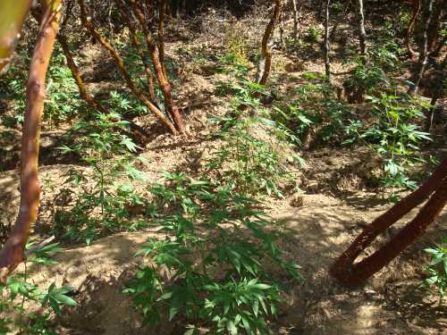 The Lake County Sheriff’s Narcotics Task Force eradicated 6,206 marijuana plants from two separate illicit marijuana growing operations near Middletown, Calif., area on Monday, July 22, 2013. Lake County Sheriff's Office photo. 072213potplants