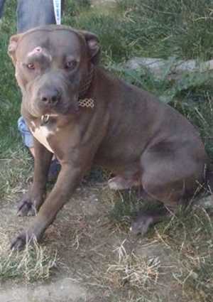 This 3-year-old male pit bull terrier mix is in kennel No. 10, ID No. 36931. Photo courtesy of Lake County Animal Care and Control. 10pitmix