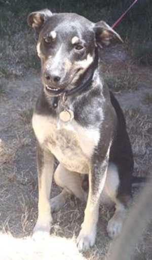 “Cat” is a 2-year-old German Shepherd mix in kennel No. 11, ID No. 36825. Photo courtesy of Lake County Animal Care and Control. 11catdog