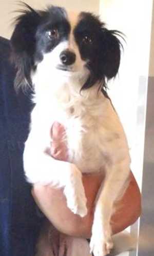 “Bella” is a 2-year-old Pomeranian-dachshund mix in kennel No. 12, ID No. 36294. Photo courtesy of Lake County Animal Care and Control. 12bella