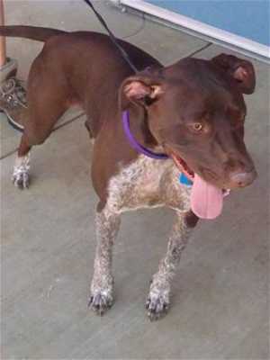 “Zap” is a 1-year-old pointer-boxer mix in kennel No. 15, ID No. 36927. Photo courtesy of Lake County Animal Care and Control. 15zapboxer