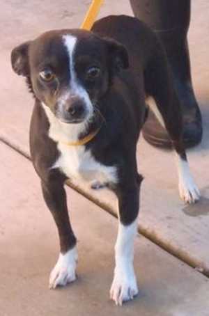 This 3-and-a-half-year-old female Chihuahua mix is in kennel No. 18, ID No. 35315. Photo courtesy of Lake County Animal Care and Control. 18chimixbw