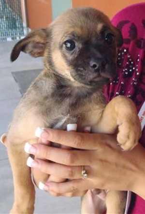 This 11-week-old male pug mix puppy is in kennel No. 19c, ID No. 36963. Photo courtesy of Lake County Animal Care and Control. 19cpugpup