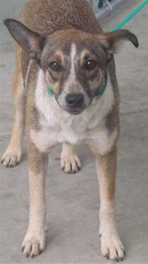 “Baby” is a 10-month-old female red heeler mix in kennel No. 20, ID No. 36374. Photo courtesy of Lake County Animal Care and Control. 20babyheeler