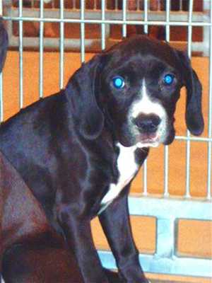 This 12-week-old female hound mix puppy is in kennel No. 21a, ID No. 36994. Photo courtesy of Lake County Animal Care and Control. 21ahoundmix