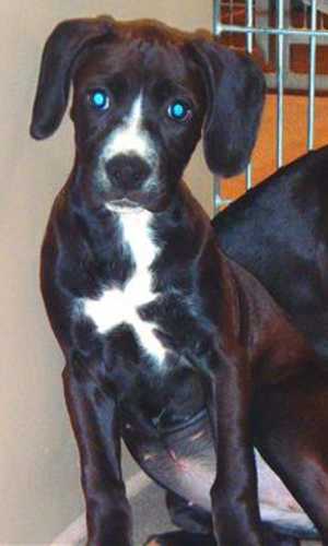 This 12-week-old female hound mix puppy is in kennel No. 21b, ID No. 36995. Photo courtesy of Lake County Animal Care and Control. 21bhoundmix