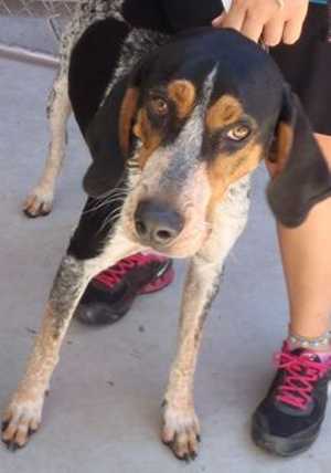 This 2-year-old male Bluetick Coonhound mix is in kennel No. 22, ID No. 37191. Photo courtesy of Lake County Animal Care and Control. 22bluetickhound