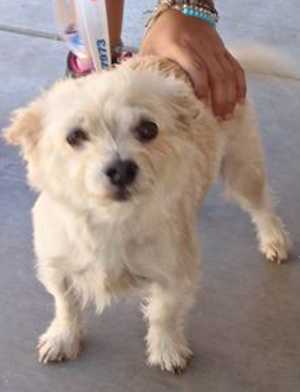 This 3-year-old male terrier mix is in kennel No. 25, ID No. 37185. Photo courtesy of Lake County Animal Care and Control. 25maleterrier