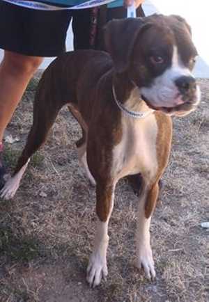 “Oden” is a 2-year-old male boxer mix in kennel No. 27, ID No. 37136. Photo courtesy of Lake County Animal Care and Control. 27odenboxer