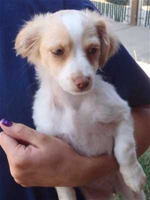 This 14-week-old female Pomeranian-dachshund is in kennel No. 4b, ID No. 36291. Photo courtesy of Lake County Animal Care and Control. 4bpomdachspup