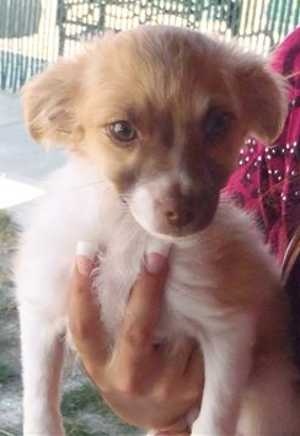 This 14-week-old female Pomeranian-dachshund is in kennel No. 4d, ID No. 36293. Photo courtesy of Lake County Animal Care and Control. 4dpomdachspup