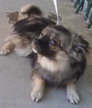 This male Chihuahua mix is in kennel No. 4, ID No. 37111. Photo courtesy of Lake County Animal Care and Control. 4longhairedchi