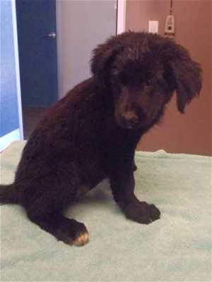 This 13-week-old female Labrador Retriever-shepherd mix pup is in kennel No. 5a, ID No. 36715. Photo courtesy of Lake County Animal Care and Control. 5alabsheppup