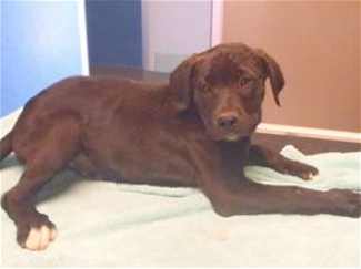 This 13-week-old female Labrador Retriever-shepherd mix pup is in kennel No. 5b, ID No. 36719. Photo courtesy of Lake County Animal Care and Control. 5blabsheppup