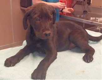 This 13-week-old male Labrador Retriever-shepherd mix pup is in kennel No. 6a, ID No. 36718. Photo courtesy of Lake County Animal Care and Control. 6alabsheppup