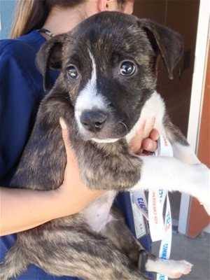 This 10-week-old male Labrador Retriever-shepherd mix is in kennel No. 7, ID No. 37041. Photo courtesy of Lake County Animal Care and Control. 7labshepmixpup