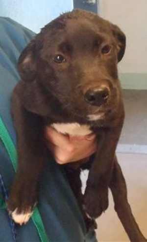 This 13-week-old female Labrador Retriever-shepherd mix pup is in kennel No. 9a, ID No. 36713. Photo courtesy of Lake County Animal Care and Control. 9alabsheppup