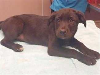 This 13-week-old female Labrador Retriever-shepherd mix pup is in kennel No. 9b, ID No. 36717. Photo courtesy of Lake County Animal Care and Control. 9blabsheppup
