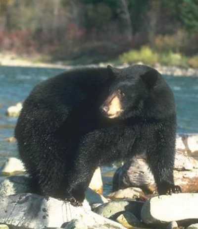A California black bear. Photo courtesy of the California Department of Fish and Wildlife. blackbearcdfw