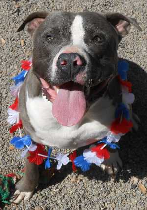 “Arthur” is a blue nose pit bull mix. For more information contact the SPCA of Clear Lake, 707-279-1400. spcaarthur