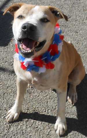 “Bentley” is a cattle dog mix. For more information contact the SPCA of Clear Lake, 707-279-1400. spcabentley