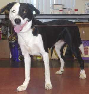 “Joker” is a border collie mix. For more information contact the SPCA of Clear Lake, 707-279-1400. spcajoker