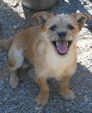 “Mohawk” is a Cairn terrier mix. For more information contact the SPCA of Clear Lake, 707-279-1400. spcamohawk