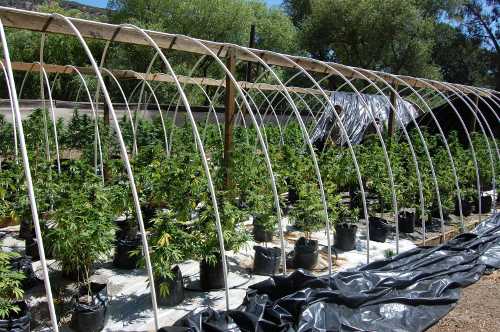 Approximately 1,934 marijuana plants were seized during a search warrant service in Clearlake Oaks, Calif., on Tuesday, June 4, 2013. Photo courtesy of the Lake County Sheriff’s Office. 060413lcsopot