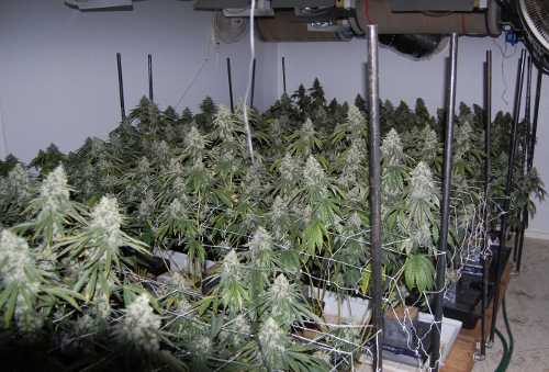 060413lcsopot Detectives found an indoor grow during a search warrant service in Clearlake Oaks, Calif., on Tuesday, June 4, 2013. Photo courtesy of the Lake County Sheriff’s Office. 060413lcsopotinside