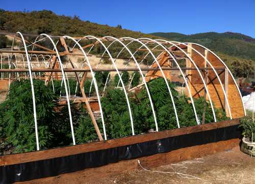 During an operation in Kelseyville, Calif., on Thursday, June 13, 2013, Lake County Narcotics Task Force detectives seized more than 700 marijuana plants, seen in the pictures above and below. Photo courtesy of the Lake County Sheriff's Office. 061313potgrow2