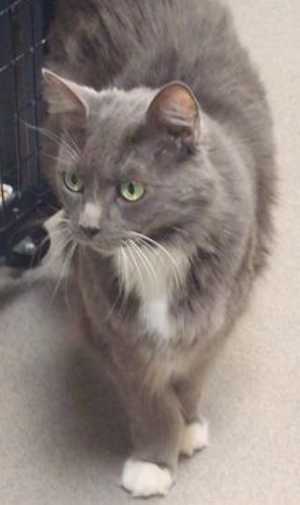This 8-year-old female domestic short hair mix is in cat room kennel No. 105, ID No. 36162. Photo courtesy of Lake County Animal Care and Control. 105graycat