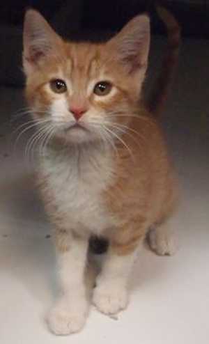 This 9-week-old male orange tabby kitten is in cat room kennel No. 19a, ID No. 36648. Photo courtesy of Lake County Animal Care and Control. 19aorangetabbykitten