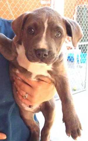 This 11-week-old male pit bull terrier mix is in kennel No. 19b, ID No. 36683. Photo courtesy of Lake County Animal Care and Control. 19bpitmix