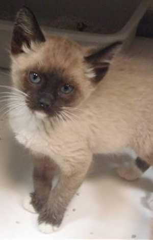 This 9-week-old male seal point Siamese kitten is in cat room kennel No. 19b, ID No. 36651. Photo courtesy of Lake County Animal Care and Control. 19bsiamesekitten