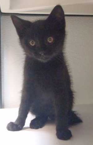 This 9-week-old male domestic short hair kitten is in cat room kennel No. 19c, ID No. 36666. Photo courtesy of Lake County Animal Care and Control. 19cblackkitten