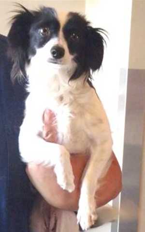 “Bella” is a 2-year-old Pomeranian-dachshund mix in kennel No. 23, ID No. ID: 36294. Photo courtesy of Lake County Animal Care and Control. 23bella