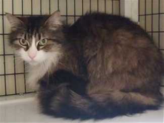 This 3-year-old female brown tabby is in cat room kennel No. 29, ID No. 36214. Photo courtesy of Lake County Animal Care and Control. 29browntabby