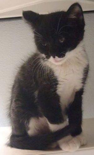 This 9-week-old black and white kitten is in cat room kennel No. 73a, ID No. 36647. Photo courtesy of Lake County Animal Care and Control. 73atuxkitten